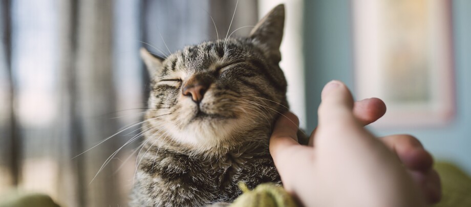 Ältere Katze wird sanft gestreichelt Ältere Katze wird sanft gestreichelt