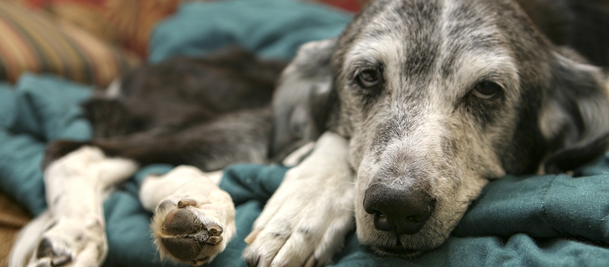 Hund liegt kraftlos auf dem Sofa Hund liegt kraftlos auf dem Sofa