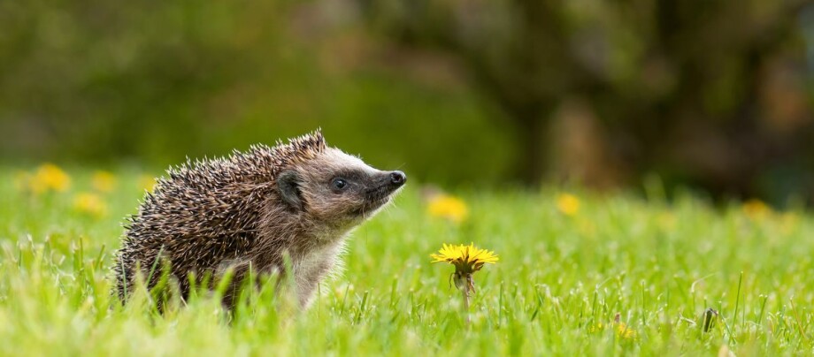Ein Igel auf der Wiese Ein Igel auf der Wiese