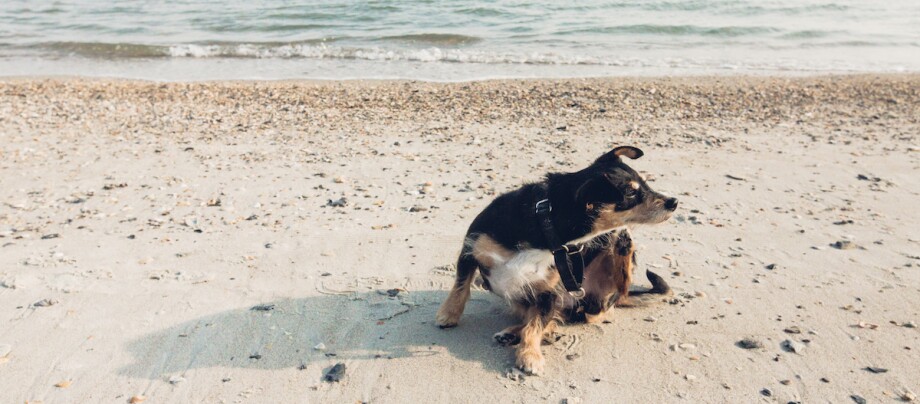Hund kratzt sich nach Mückenstich am Strand Hund kratzt sich nach Mückenstich am Strand