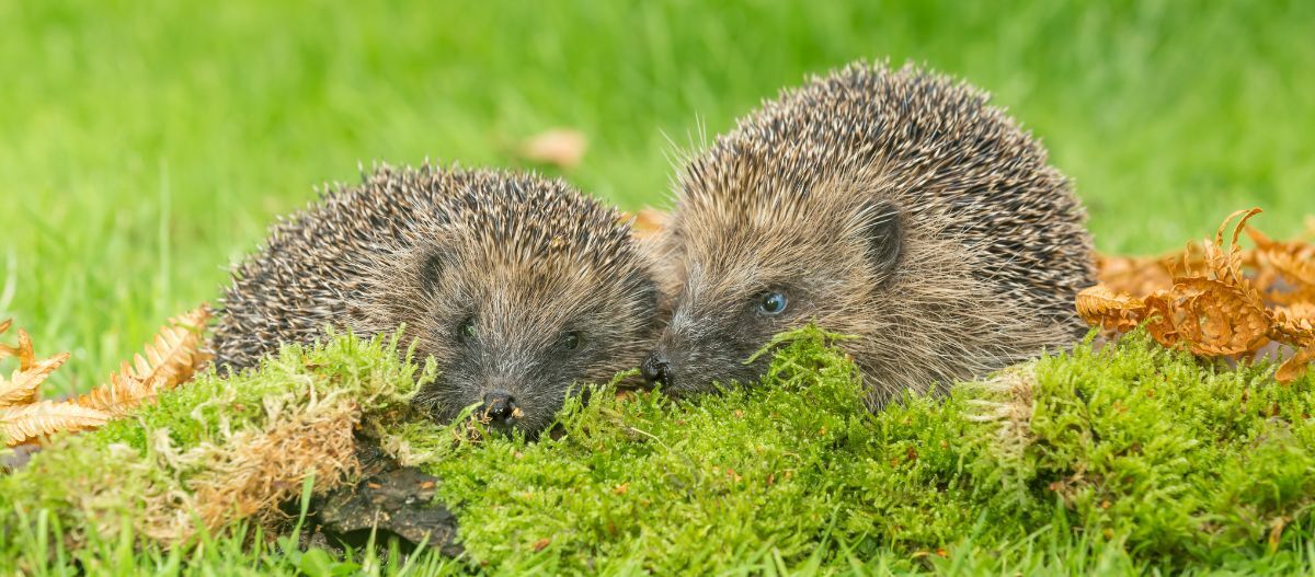 Zwei Igel auf der Wiese Zwei Igel auf der Wiese