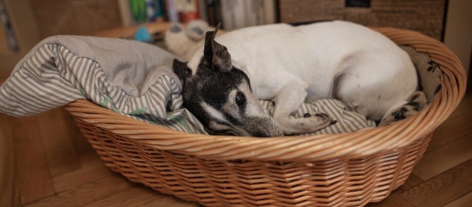 Jack Russel schläft Jack Russel schläft