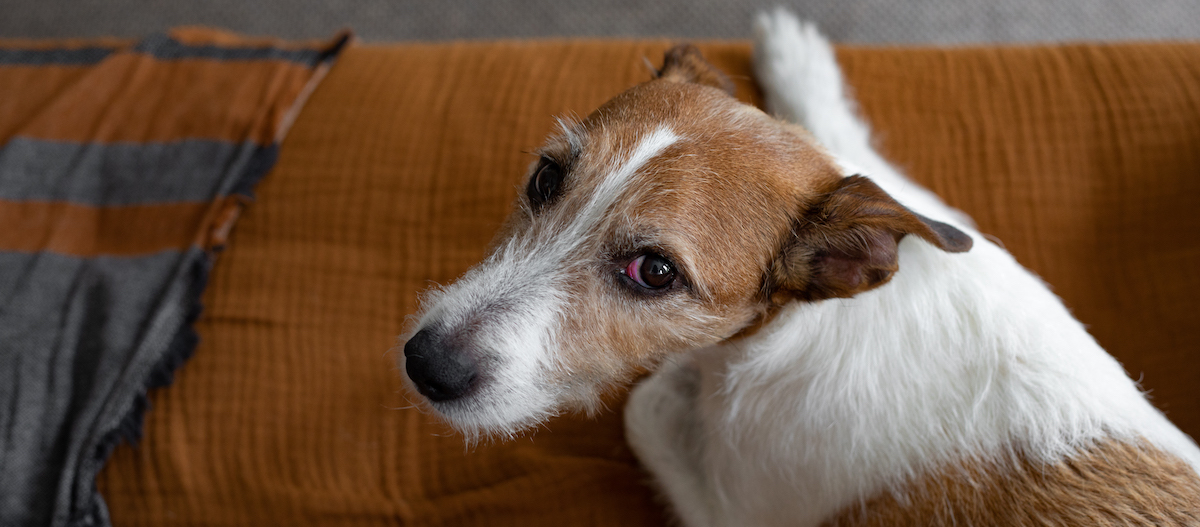Hund mit roten Augen schaut hoch Hund mit roten Augen schaut hoch