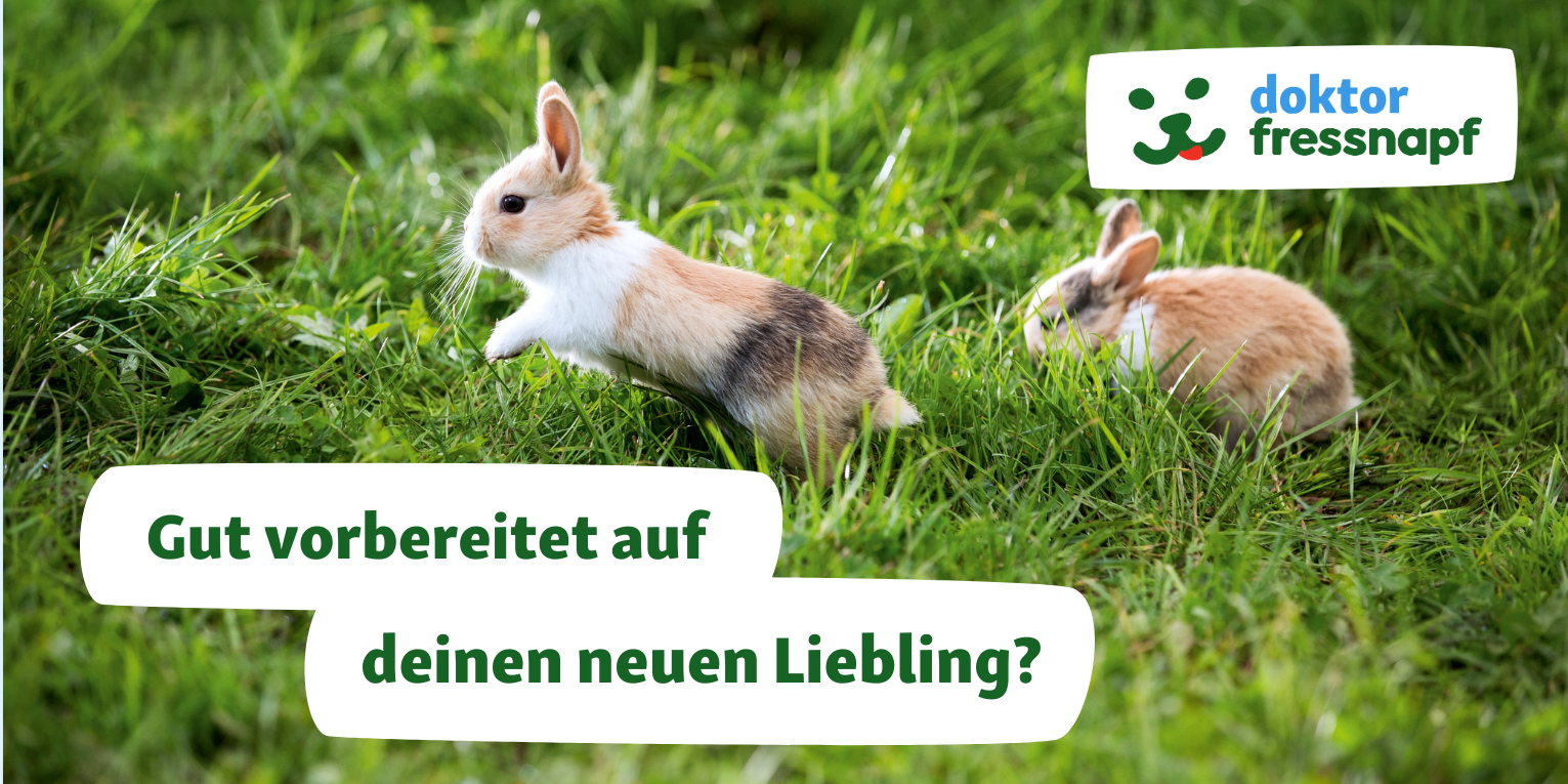 Ein Tier zieht ein (Kaninchen) - 1531x765 Dr. Fressnapf berät zu dem Einzug deines neuen Haustiers