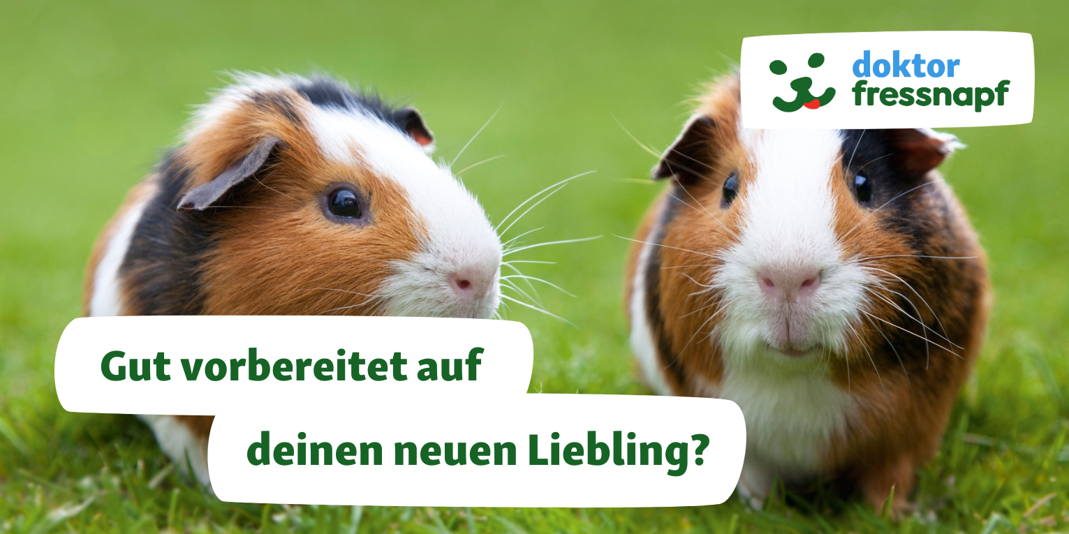 Dr. Fressnapf berät zu dem Einzug deines neuen Haustiers