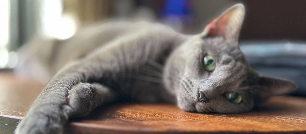 Russisch Blau ist ein ruhiger Artgenosse Russisch Blau ist ein ruhiger Artgenosse