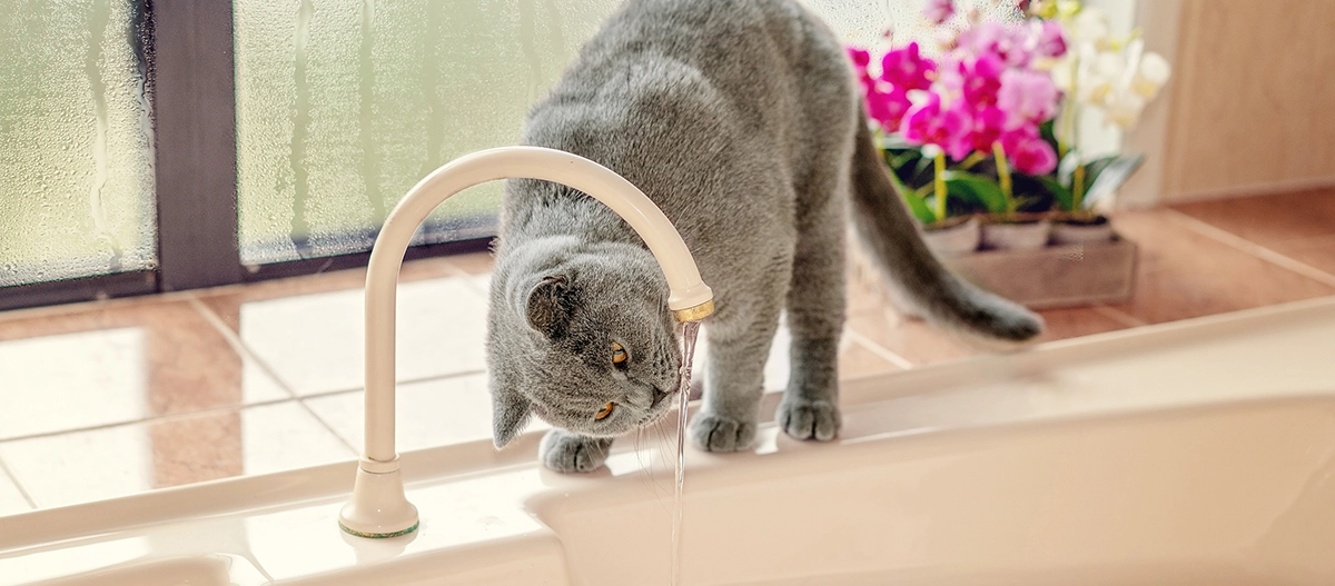 Britisch-Kurzhaarkatze trinkt Wasser