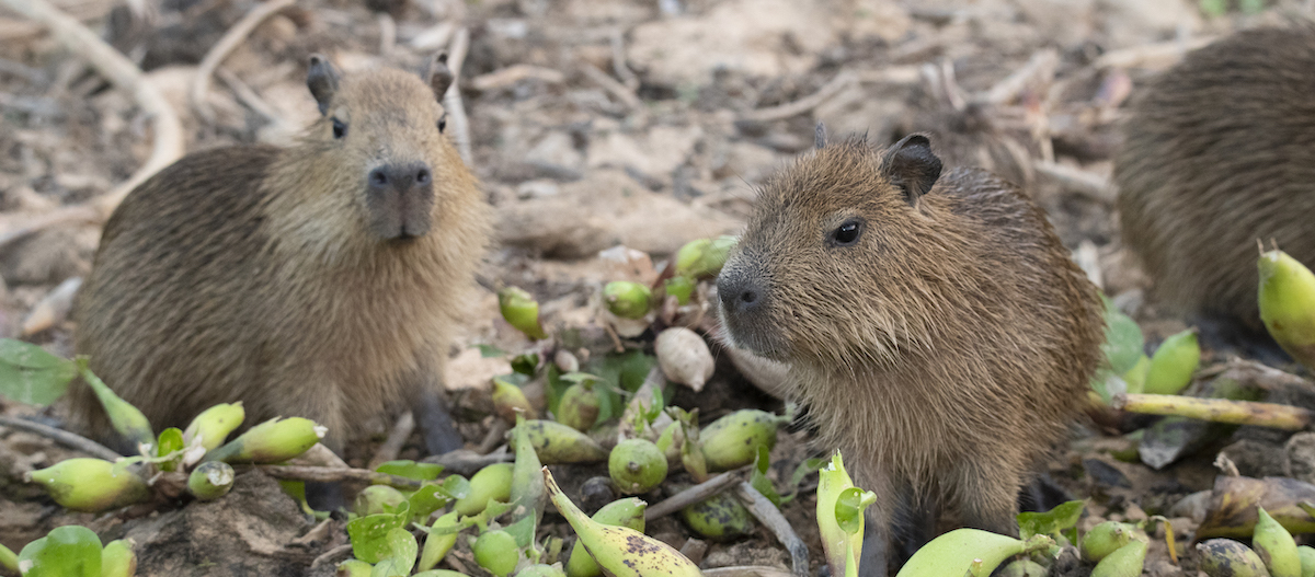 Zwei Capybara Babys Zwei Capybara Babys