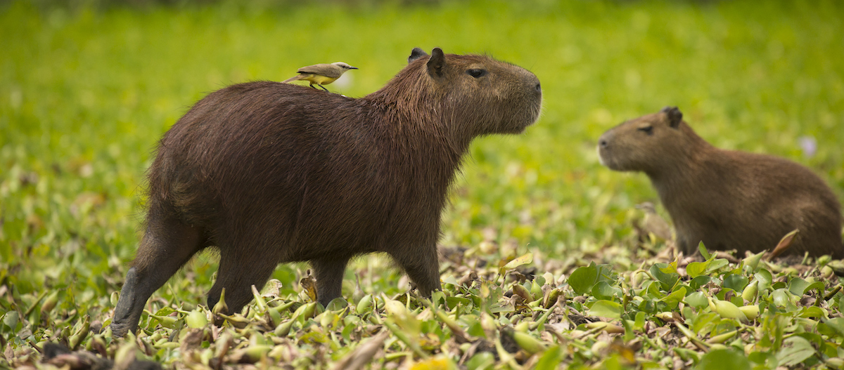 Zwei Capybara auf der Wiese Zwei Capybara auf der Wiese