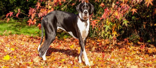 Deutsche Dogge steht im Herbstlaub