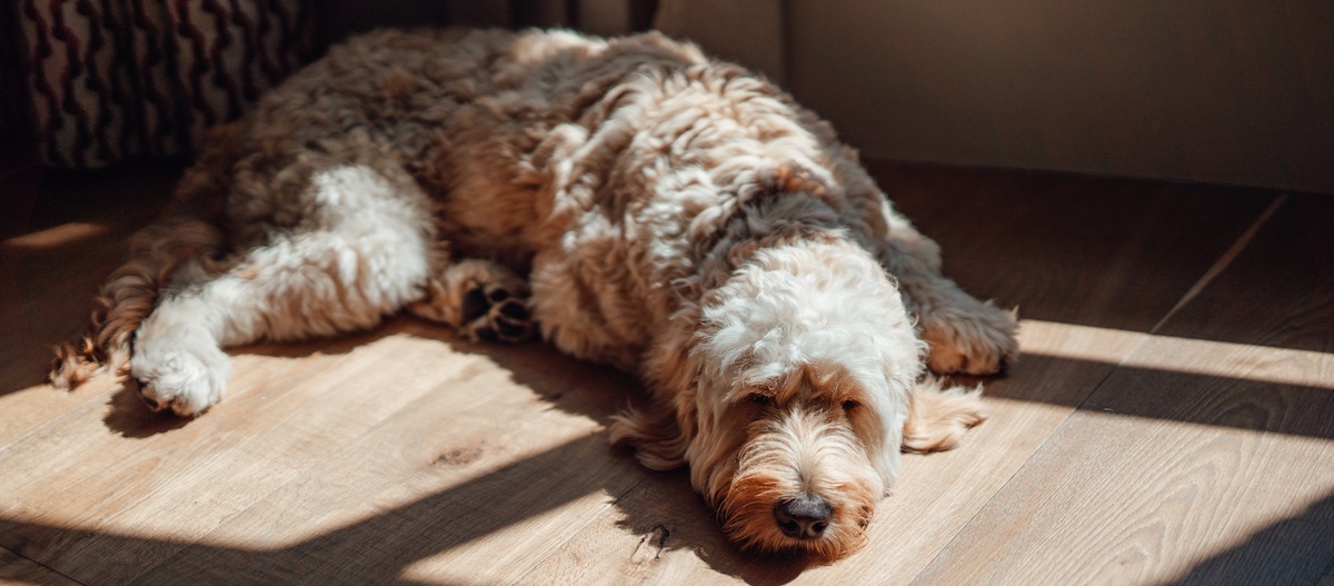 Goldendoodle liegt erschöpft auf dem Boden Goldendoodle liegt erschöpft auf dem Boden