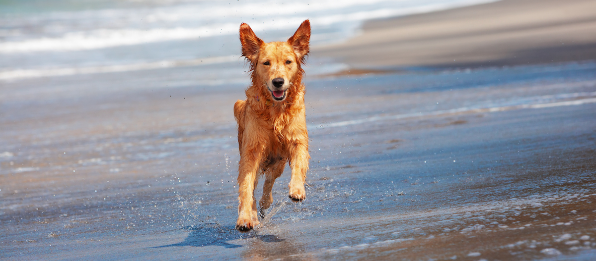 Ein Hund rennt mit fliegenden Ohren über nassen Sand Ein Hund rennt mit fliegenden Ohren über nassen Sand