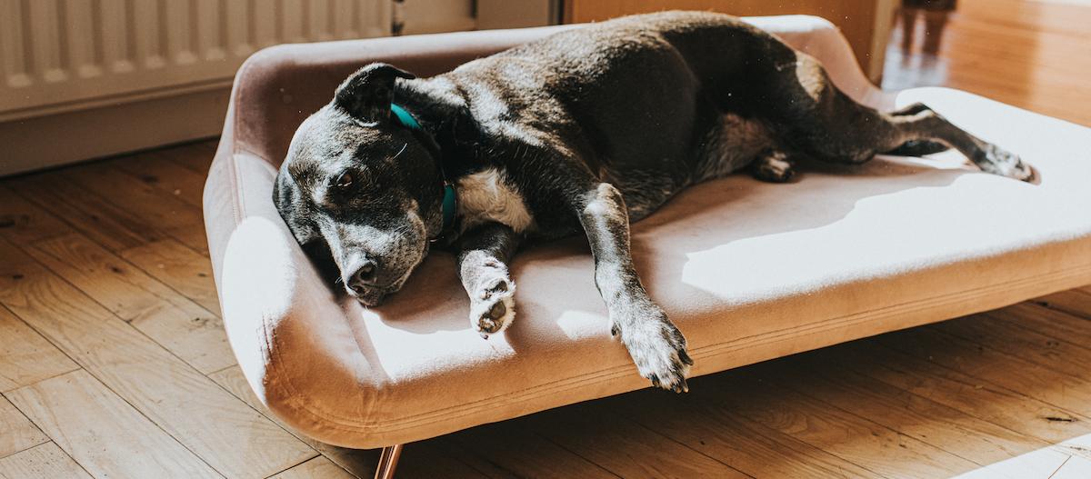 Hund schläft auf der Seite Hund schläft auf der Seite