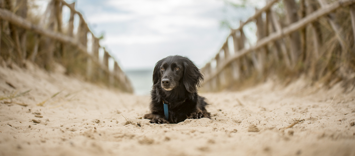 Hund Strandzugang Mit Hund an den Strand
