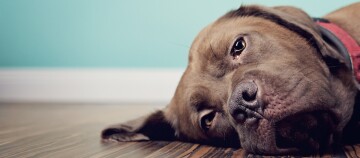 Hund liegt am Boden und sieht traurig aus