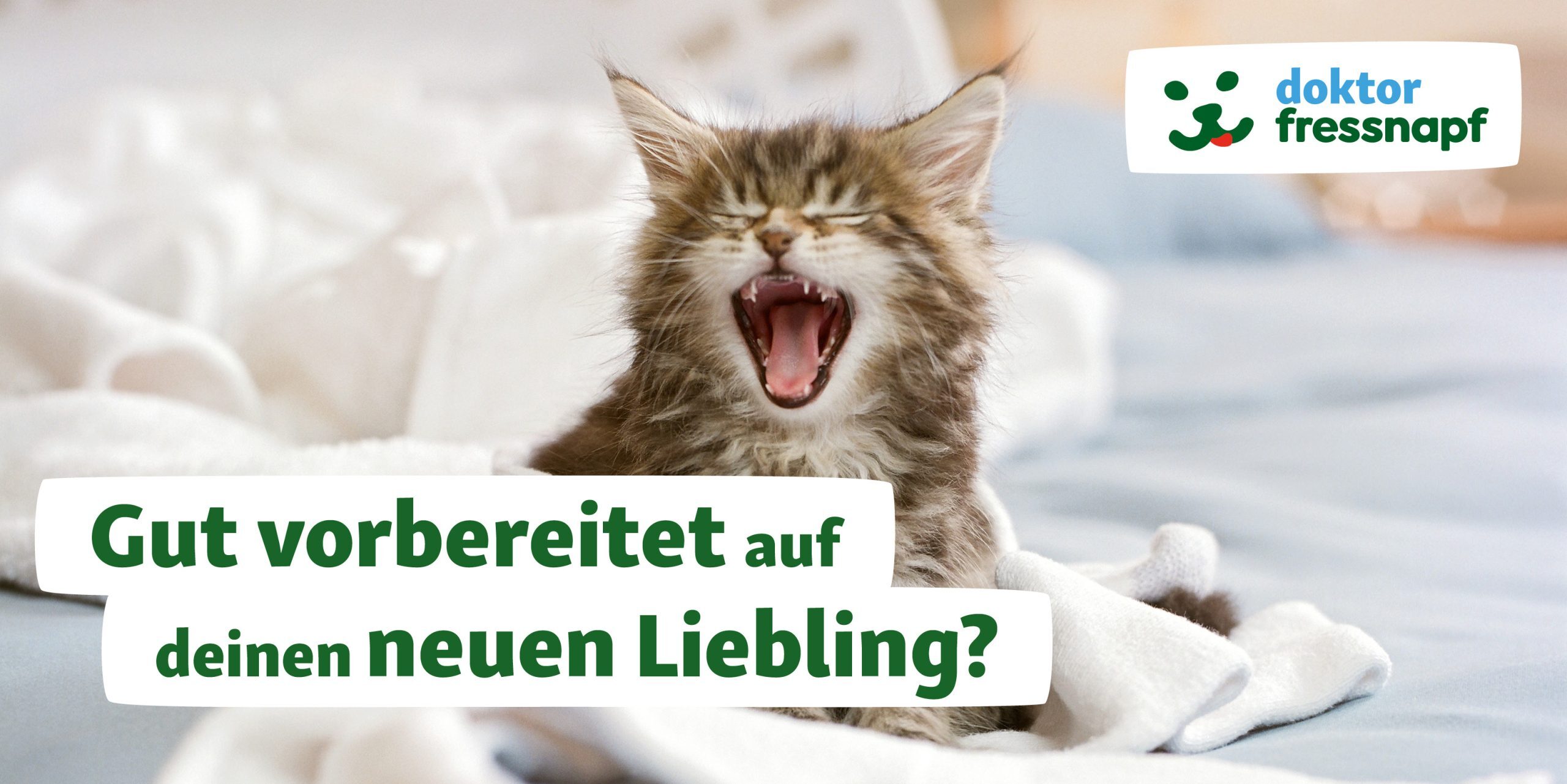 katze-erstaustattungsberatung-dr-fressnapf Kitten im neuen Zuhause