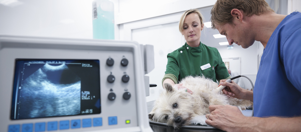 Hund bekommt Ultraschall in der Tierarztpraxis