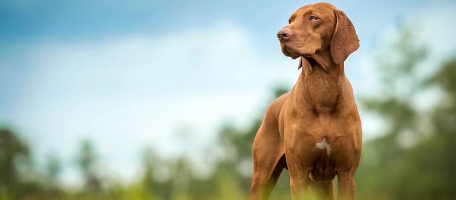 Ein Magyar Vizsla schaut in die Ferne Ein Magyar Vizsla schaut in die Ferne