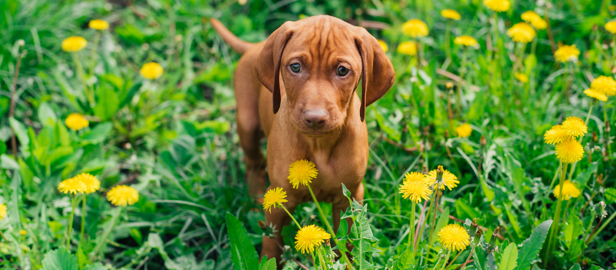 Ein Magyar Vizsla Welpe hockt im Gras Ein Magyar Vizsla Welpe hockt im Gras