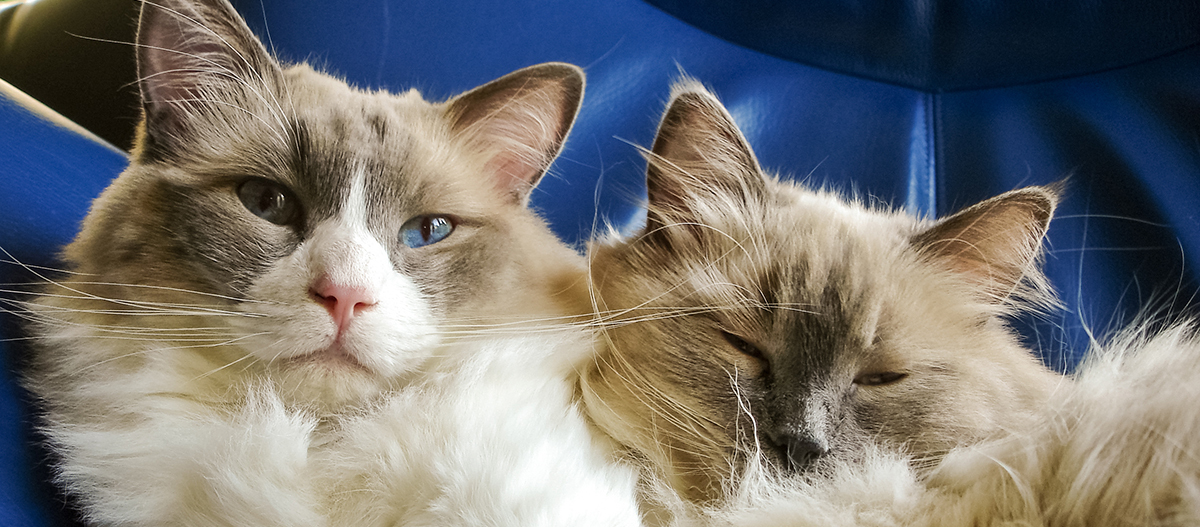 Ragdoll Haltung Artgenosse Ragdoll Haltung