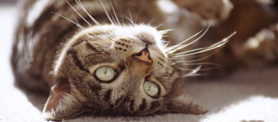 Katze liegt und schaut nach oben Katze liegt und schaut nach oben