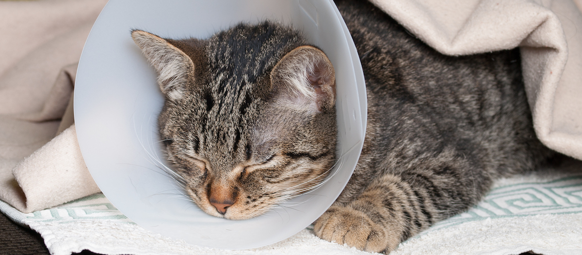 Katze schläft mit Halskrause Katze schläft mit Halskrause