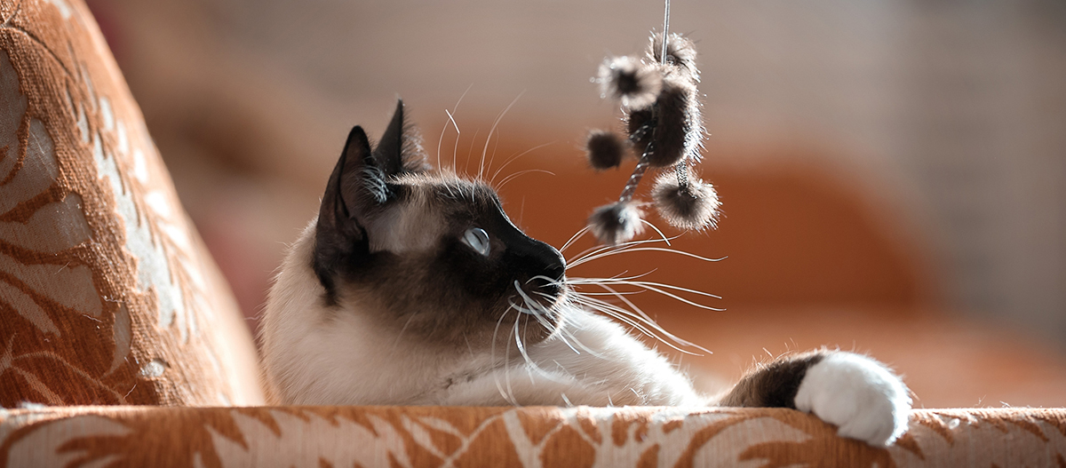 Siamkatzen wollen spielen