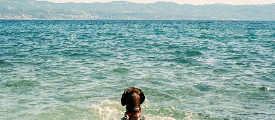 Hund schwimmt im Meer Hund schwimmt im Meer