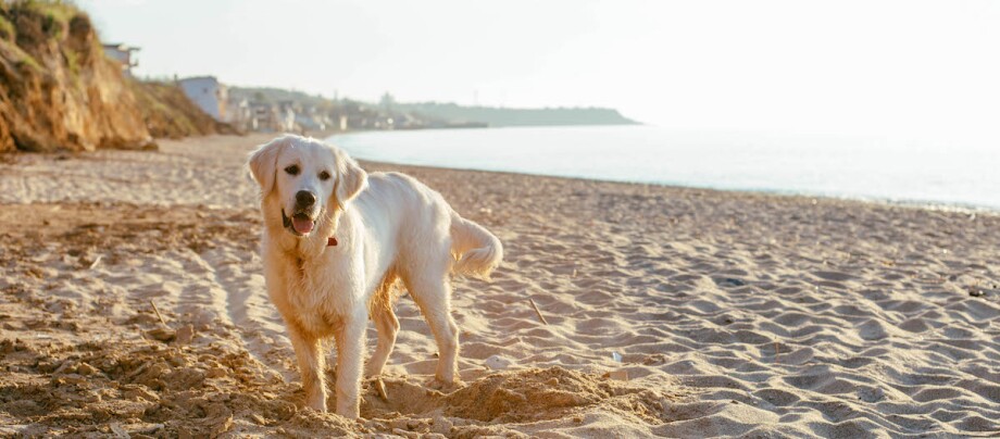 Golden Retriever steht am Strand Golden Retriever steht am Strand