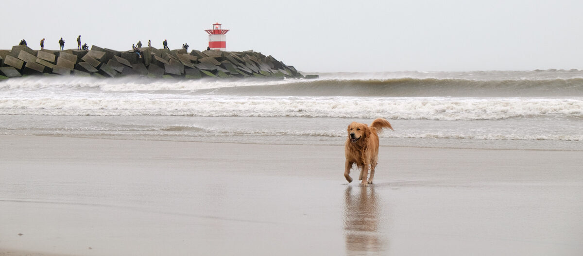 Urlaub Hund Nordsee Leuchtturm Die schönsten Hundestrände an der Nordsee