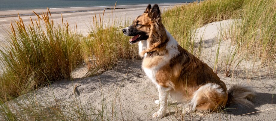 Hund sitzt in den Dünen und schaut auf die Nordsee Hund sitzt in den Dünen und schaut auf die Nordsee