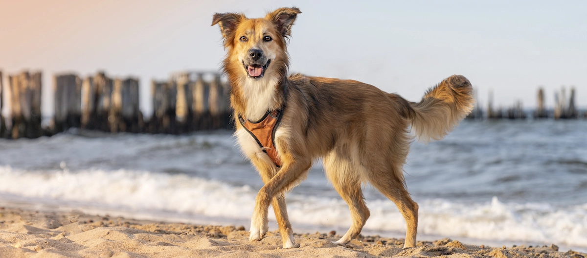 Urlaub an der Ostsee mit Hund