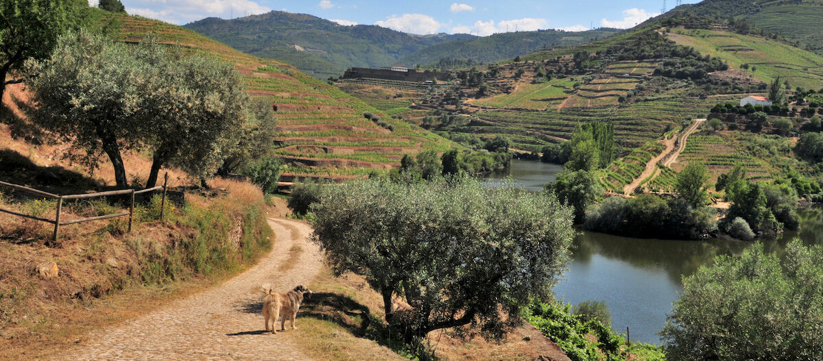 Urlaub Hund Toskana Urlaub mit Hund in der Toskana