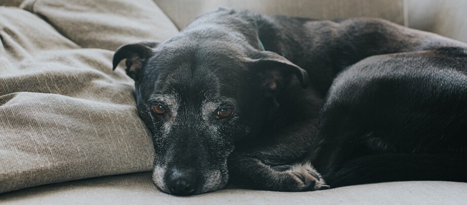 Schwarzer Hund liegt auf einem Sofa Schwarzer Hund liegt auf einem Sofa