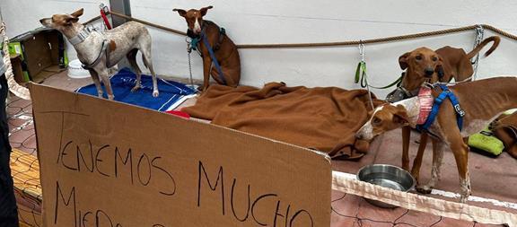 Verängstigte Hunde warten in Sporthalle Verängstigte Hunde warten in Sporthalle