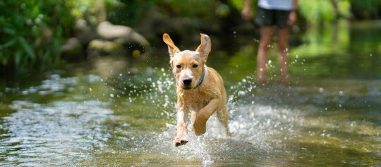 Hund rennt mit fliegenden Ohren durch einen Fluss