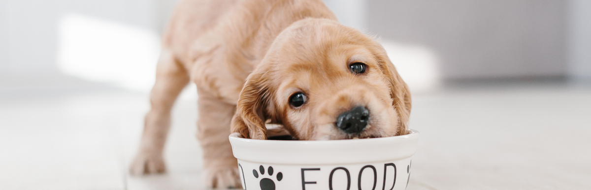 Ein Golden Retriever Welpe frisst aus einem Napf Ein Golden Retriever Welpe frisst aus einem Napf