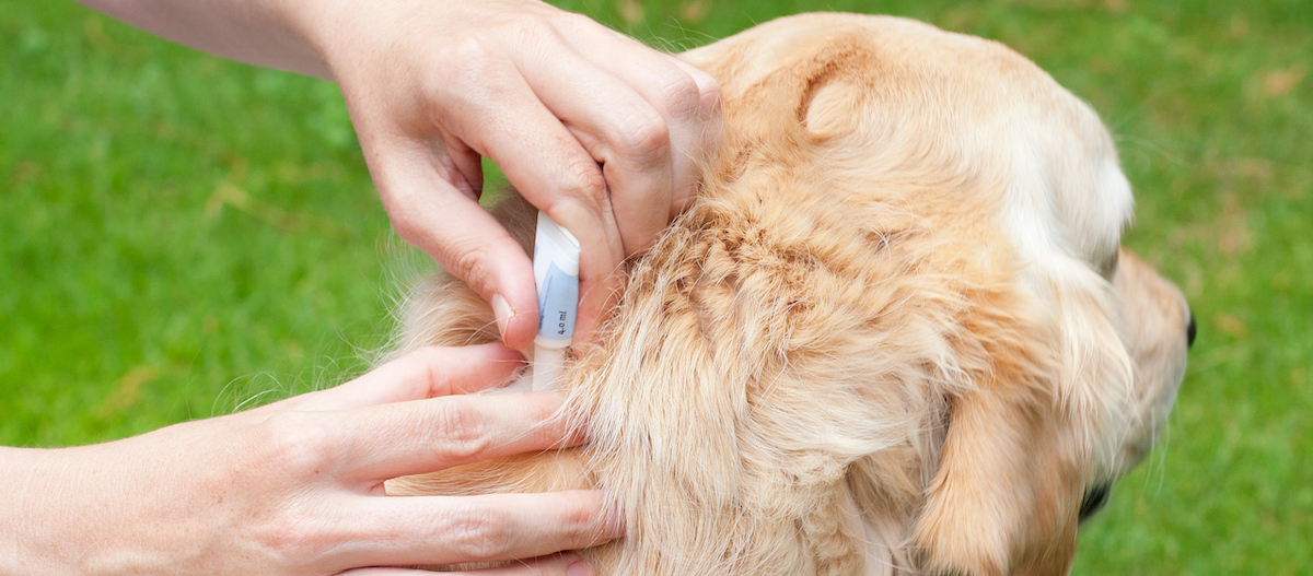Hund bekommt Zeckenschutz durch Spot-on Präparat