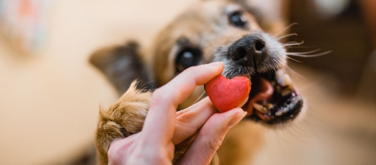 Hund mit Keks Hund mit Keks