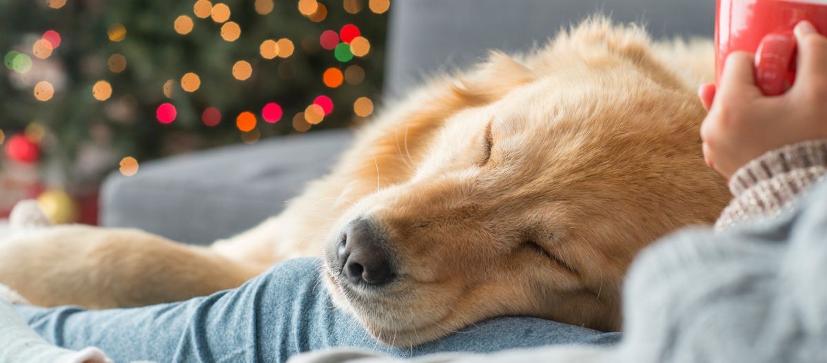 Hund auf Couch Hund auf Couch