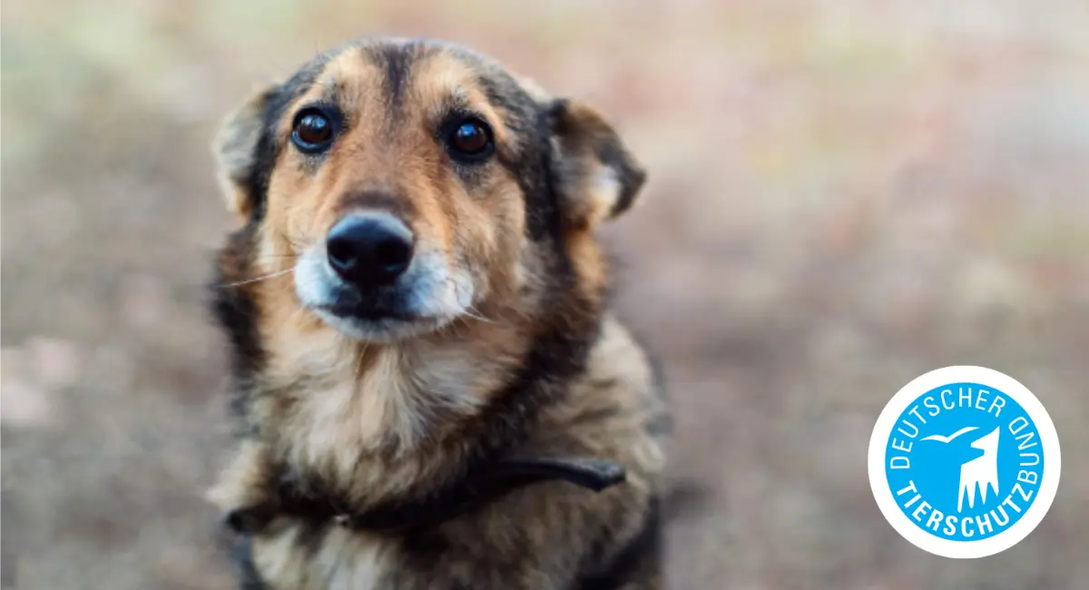 Deutscher Tierschutzbund unterstützt von tierisch engagiert