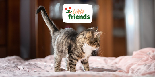 DE_KW43_rethink_littlefriends_LW_OS_NL_App.6er_2 Little Friends für Kitten