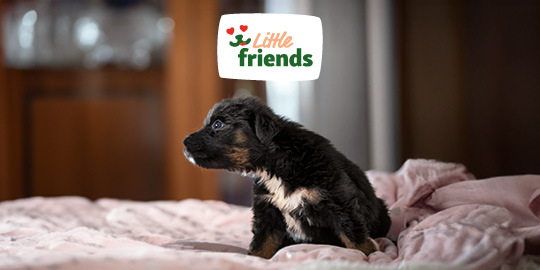 DE_KW43_rethink_littlefriends_LW_OS_NL_App.6er_3 Little friends für Welpen