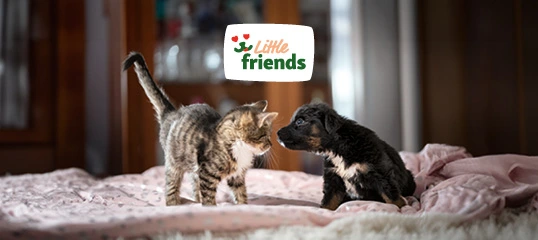 Little friends