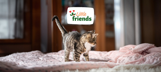 DE_KW43_rethink_littlefriends_LW_OS_NL_App.OS_2 Little friends für Kitten