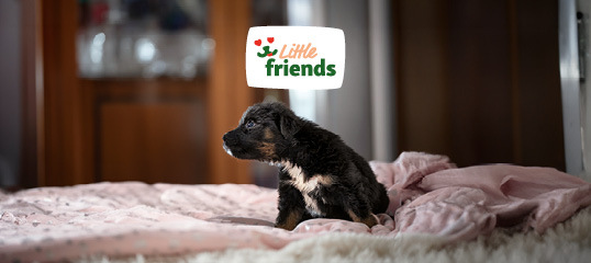 Fressnapf little friends für Welpen