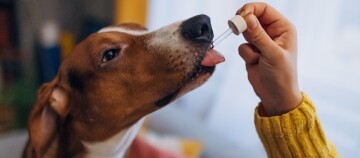 Hund mit Pipette am Mund