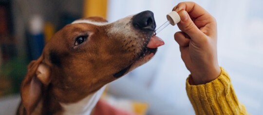 Hund mit Pipette am Mund