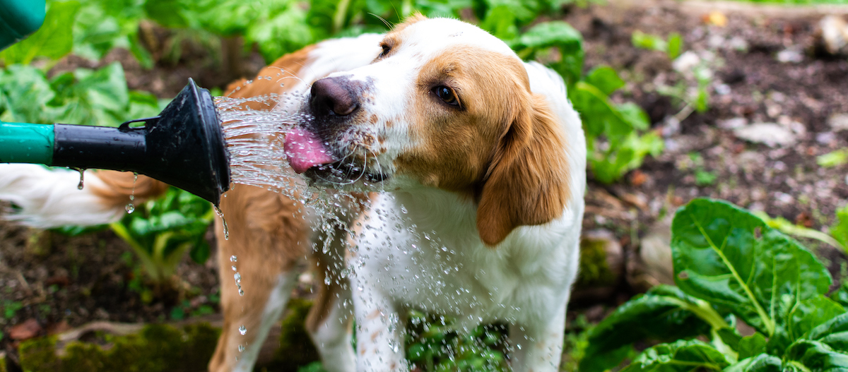 dog drinking water from a watering can dog drinking water from a watering can