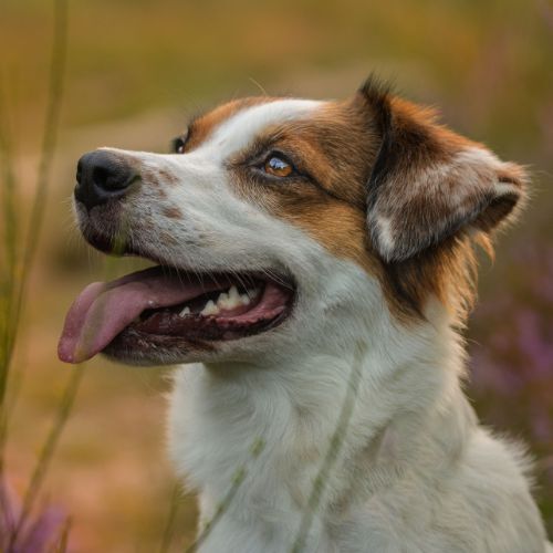 welthundetag-hanni Hanni ist der schönste Hund Deutschlands 2023